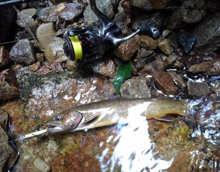 先週リリースした尺イワナが釣れた